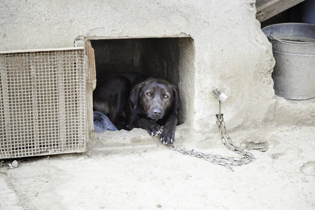 Dog confined and chained in violation of animal cruelty laws.