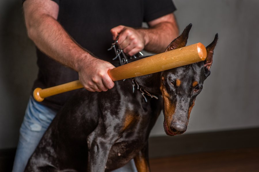 Man about to beat a dog with a baseball bat in violation of of CRS 18-9-202