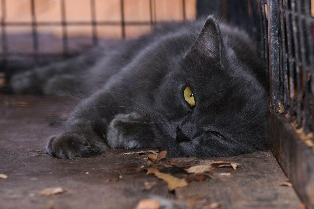 Cat in cage that is too small