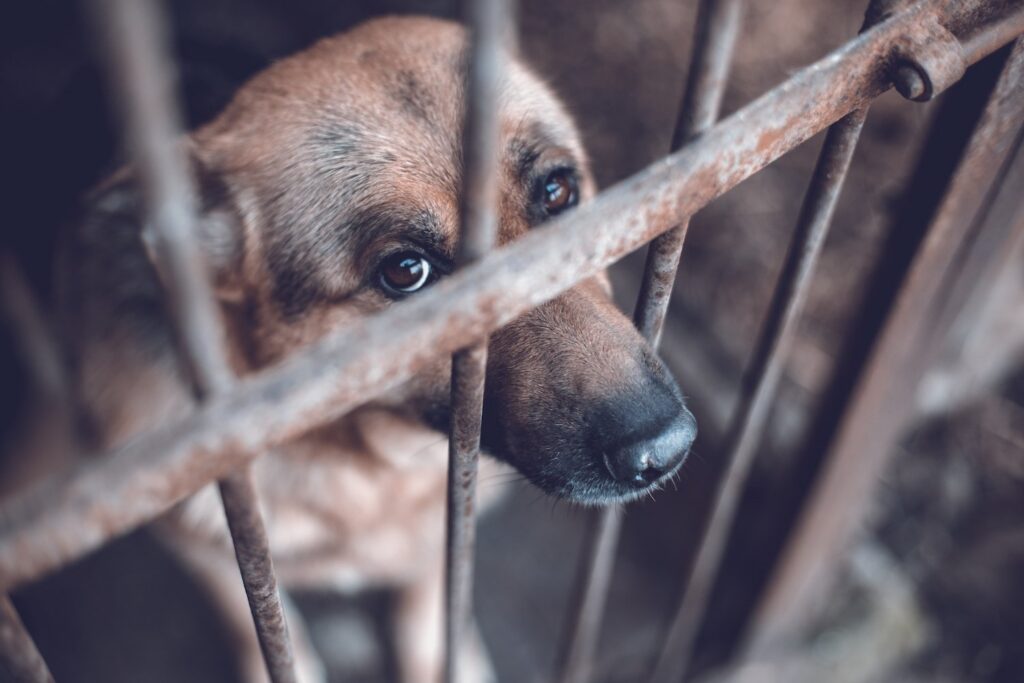 Dog caged in violation of CRS 18-9-202.