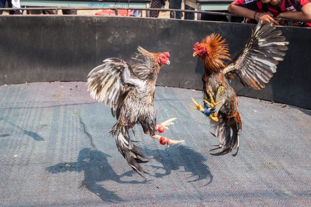 Two angry roosters fighting in a ring in violation of CRS 18-9-204