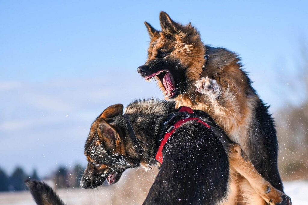 Two angry dogs fighting and biting