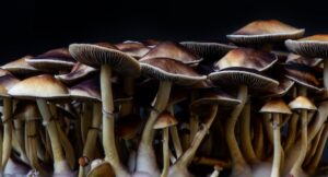 Magic mushrooms against black background